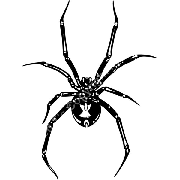 ES2spider002bw Thumbnail
