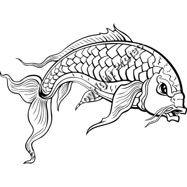 ES2asiankoi008BW Thumbnail