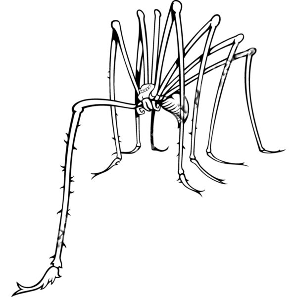 ES3spider02bw Thumbnail